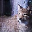 Lince
